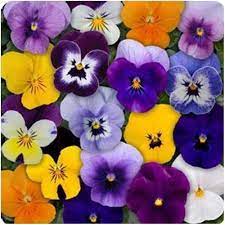 Miviola (Black Sorbet) for planting in garden